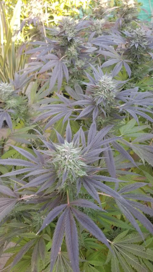 Delicious seeds ER/SP/BB/G. Week 26 - Golosa 
17 octobre 