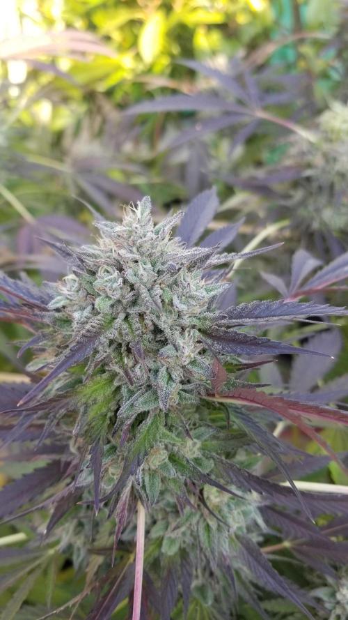 Delicious seeds ER/SP/BB/G. Week 26 - Bay Burger 
17 octobre 