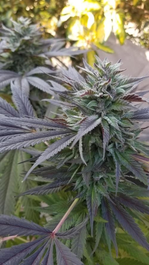 Delicious seeds ER/SP/BB/G. Week 26 - Golosa 
17 octobre 