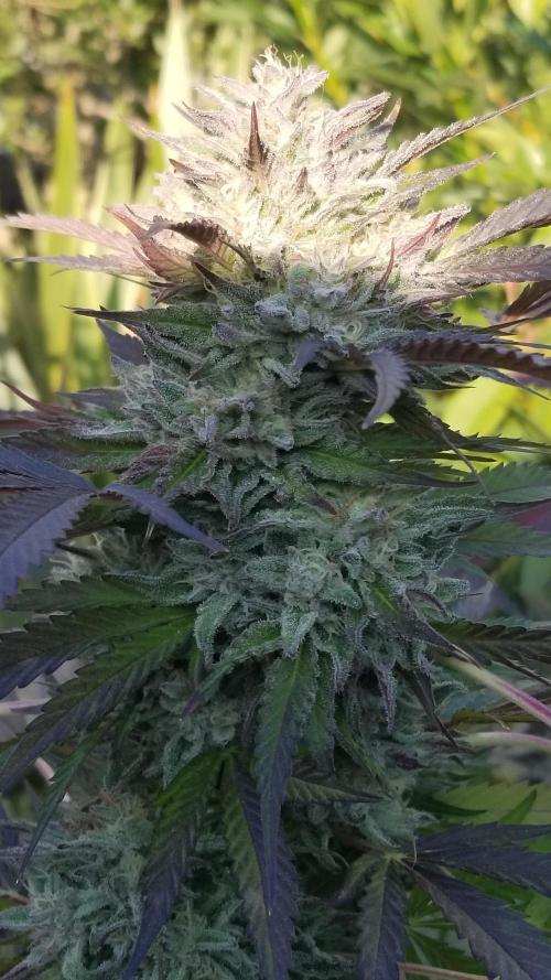 Delicious seeds ER/SP/BB/G. Week 26 - Bay Burger 
17 octobre 