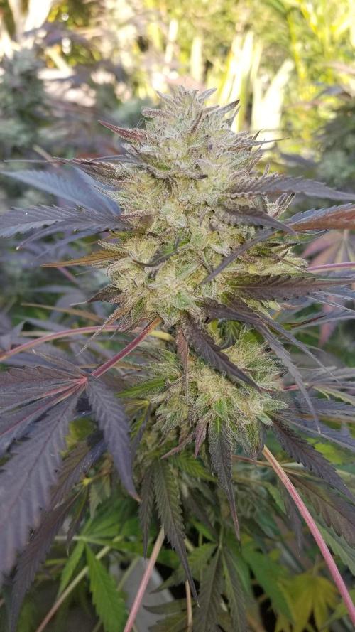 Delicious seeds ER/SP/BB/G. Week 26 - Bay Burger 
17 octobre 