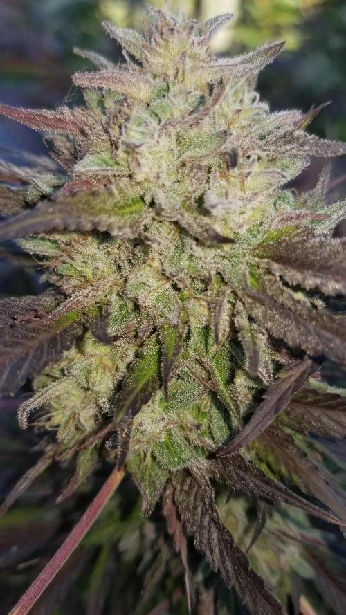 Delicious seeds ER/SP/BB/G. Week 26 - Bay Burger 
17 octobre 