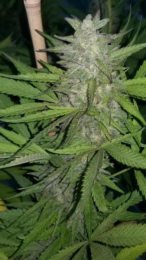 Delicious seeds ER/SP/BB/G. Week 26 - Eleven Roses 
15 octobre 