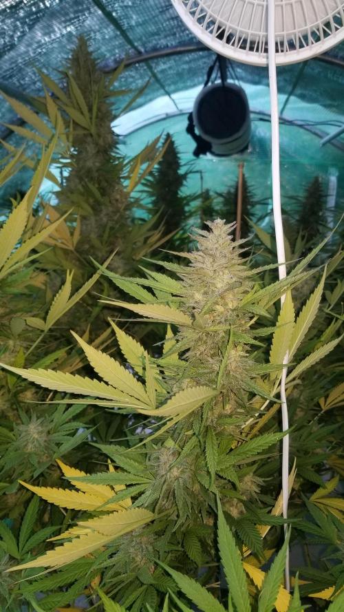 Delicious seeds ER/SP/BB/G. Week 26 - Eleven Roses 
15 octobre 