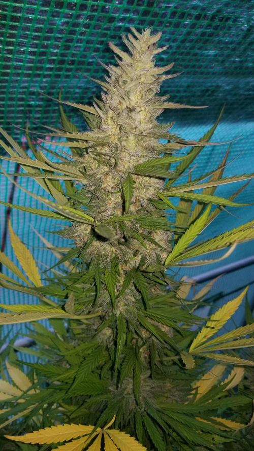 Delicious seeds ER/SP/BB/G. Week 26 - Eleven Roses 
15 octobre 