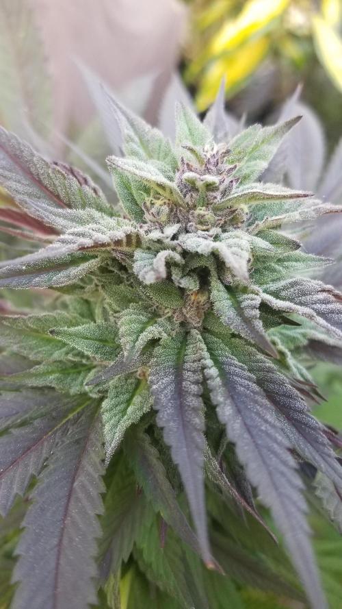 Delicious seeds ER/SP/BB/G. Week 26 - Golosa 
15 octobre 