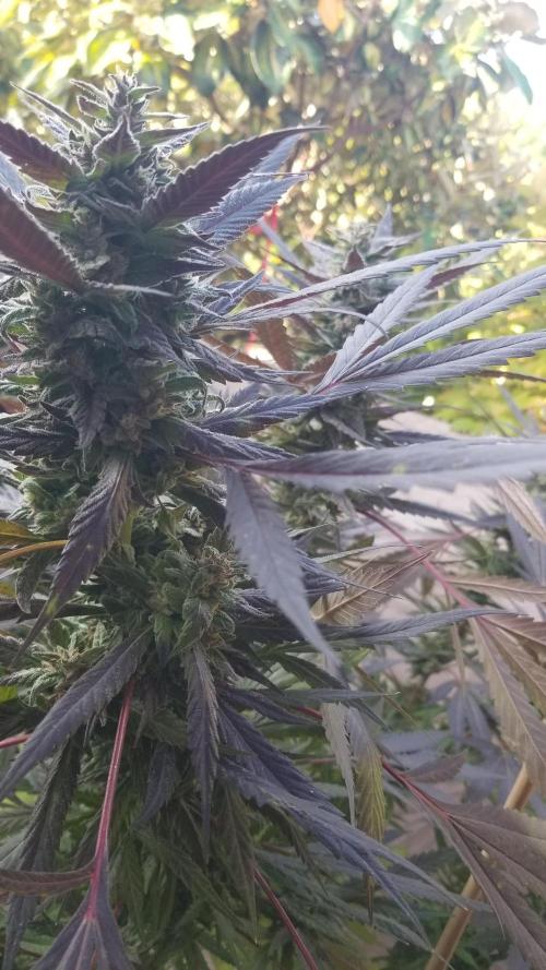 Delicious seeds ER/SP/BB/G. Week 26 - Golosa 
15 octobre 