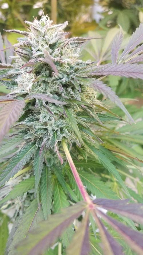 Delicious seeds ER/SP/BB/G. Week 26 - Bay Burger 
15 octobre 