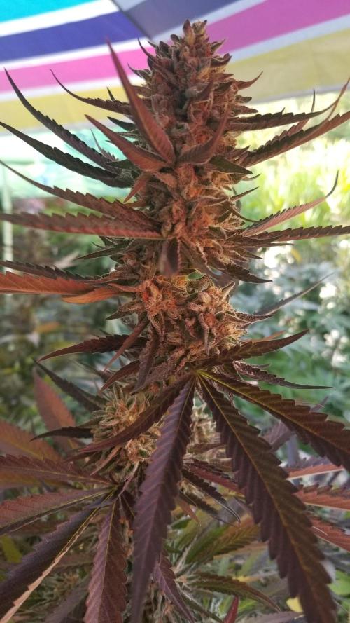 Delicious seeds ER/SP/BB/G. Week 26 - Sunday Punch 
15 octobre 