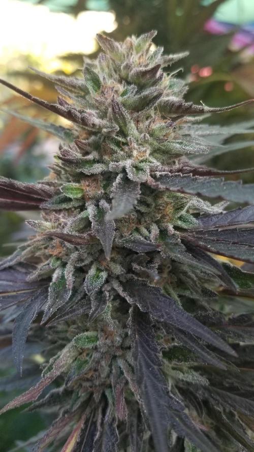 Delicious seeds ER/SP/BB/G. Week 26 - Sunday Punch 
15 octobre 