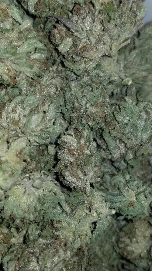 Delicious seeds ER/SP/BB/G. Week 27 - Bay Burger 