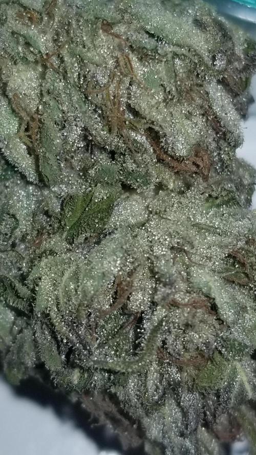 Delicious seeds ER/SP/BB/G. Week 27 - Bay Burger 