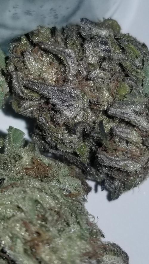 Delicious seeds ER/SP/BB/G. Week 27 - Bay Burger 