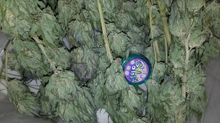 Delicious seeds ER/SP/BB/G. Week 27 - Golosa