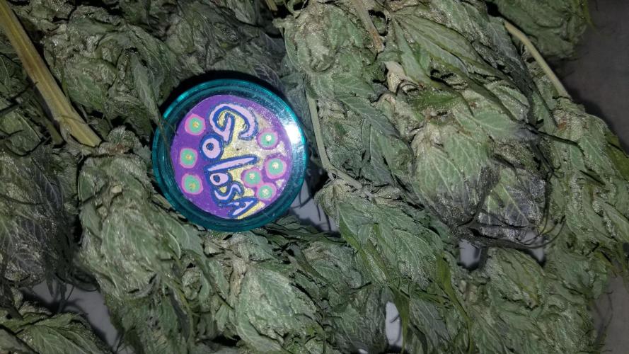 Delicious seeds ER/SP/BB/G. Week 27 - Golosa 