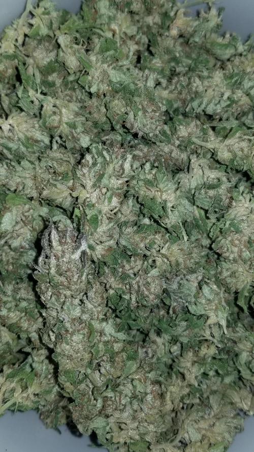 Delicious seeds ER/SP/BB/G. Week 27 - Golosa 