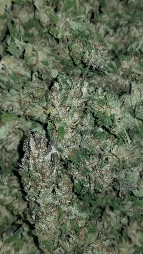 Delicious seeds ER/SP/BB/G. Week 27 - Golosa 