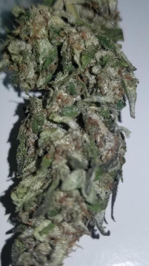 Delicious seeds ER/SP/BB/G. Week 27 - Golosa 