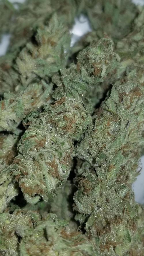 Delicious seeds ER/SP/BB/G. Week 27 - Eleven Roses 