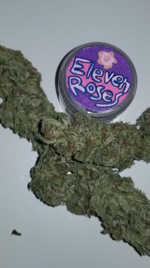Delicious seeds ER/SP/BB/G. Week 27 - Eleven Roses 