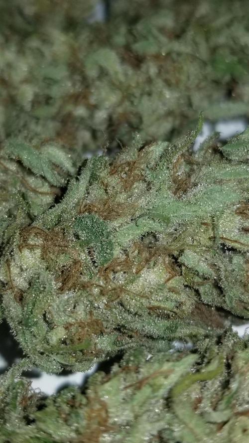 Delicious seeds ER/SP/BB/G. Week 27 - Eleven Roses 