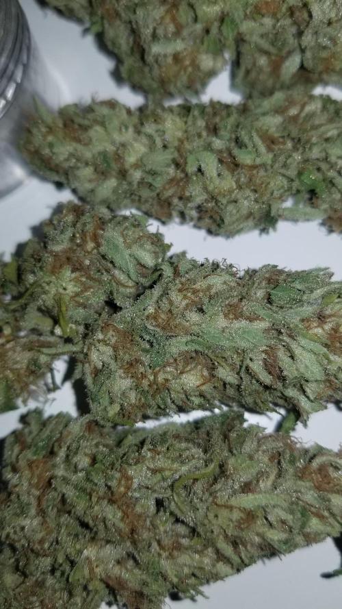 Delicious seeds ER/SP/BB/G. Week 27 - Eleven Roses 