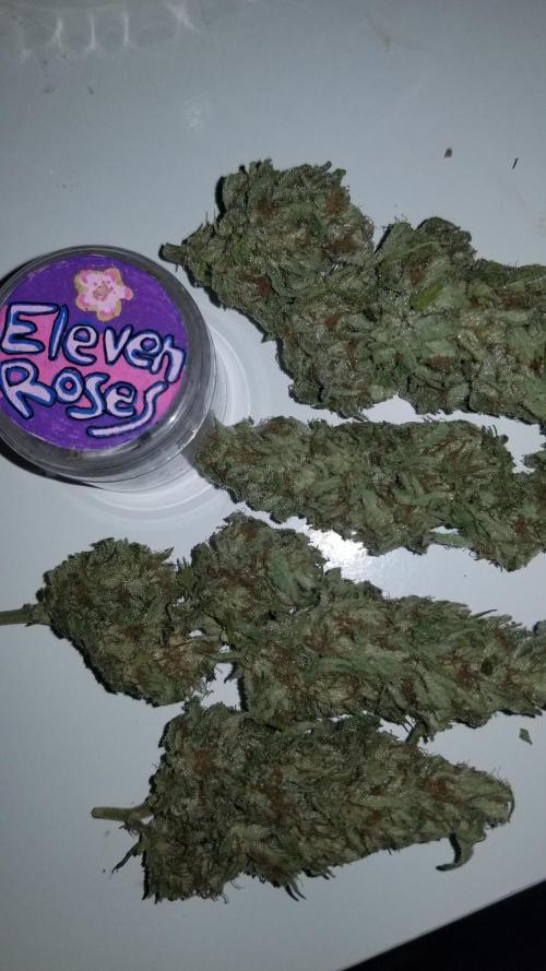 Delicious seeds ER/SP/BB/G. Week 27 - Eleven Roses 