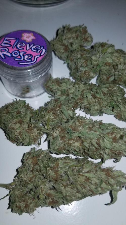 Delicious seeds ER/SP/BB/G. Week 27 - Eleven Roses 