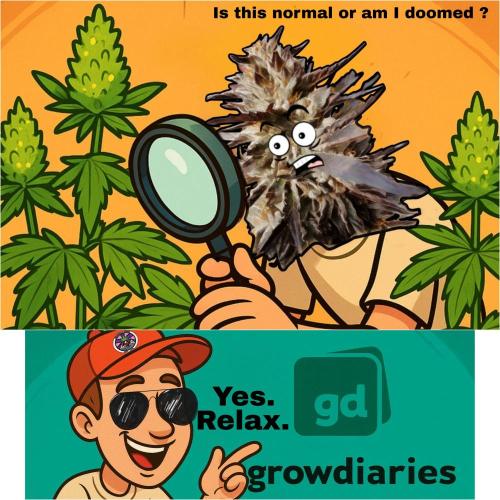 Delicious seeds ER/SP/BB/G. Week 13 - Même growdiaries 