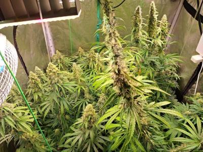 Comment by Franck-Zeeb photo #1