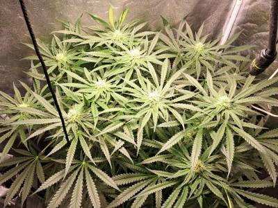 Comment by Franck-Zeeb photo #2