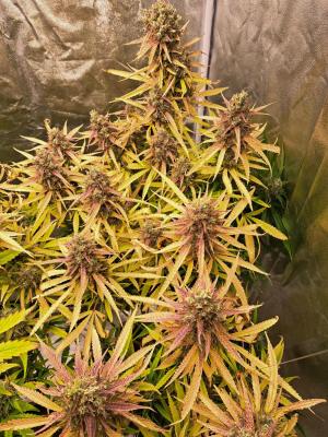 Comment by Franck-Zeeb photo #3