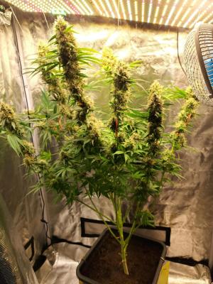 Comment by Franck-Zeeb photo #4