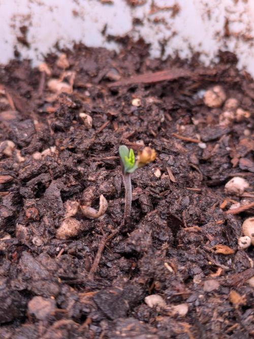 Gary Payton granel. Week 1 - Día 7/11/25, 2 días después de plantar