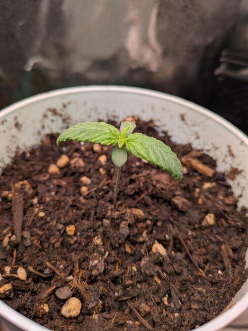 Gary Payton granel. Week 1 - Día 12/11/25, 5 días después de plantar