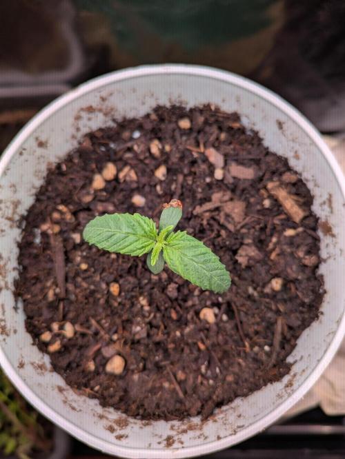 Gary Payton granel. Week 1 - Día 12/11/25, 5 días después de plantar