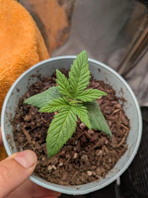 Gary Payton granel. Week 2 - 10 días desde que asomo de la tierra