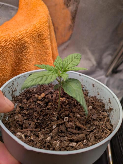 Gary Payton granel. Week 2 - 10 días desde que asomo de la tierra