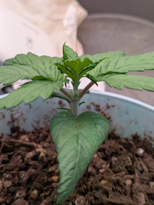 Gary Payton granel. Week 2 - 13 días desde que asomo de la tierra