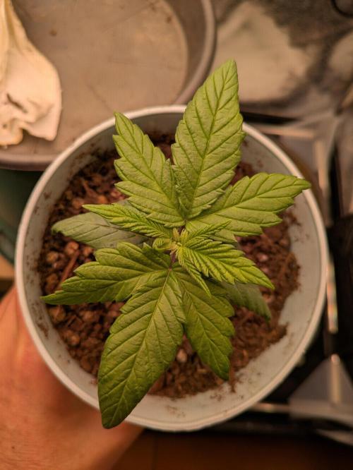 Gary Payton granel. Week 2 - 13 días desde que asomo de la tierra