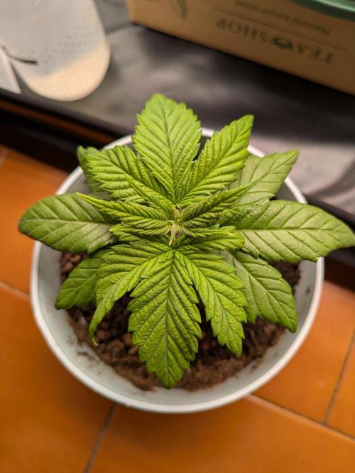 Gary Payton granel. Week 3 - 17 días 