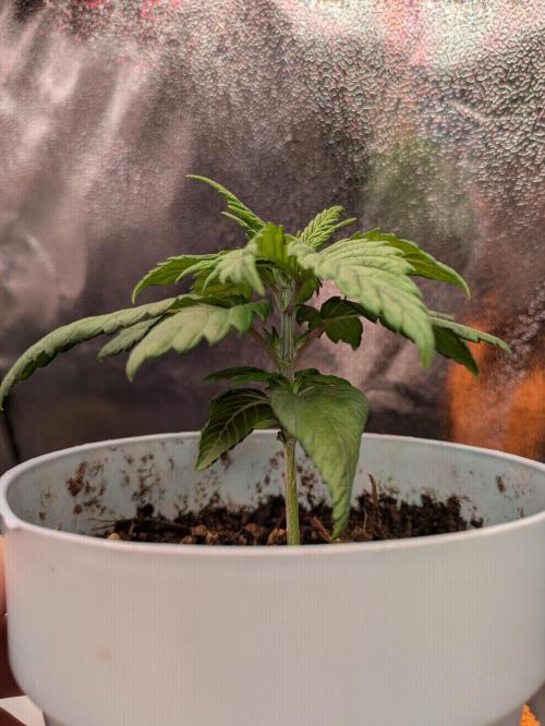 Gary Payton granel. Week 3 - 17 dias