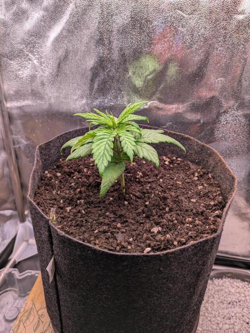 Gary Payton granel. Week 3 - Día 18 transplante 