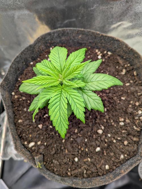 Gary Payton granel. Week 3 - Día 18 transplante