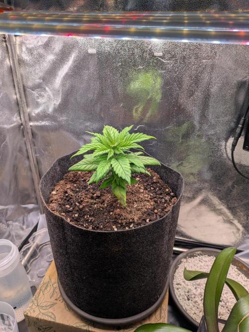 Gary Payton granel. Week 3 - 21 dias