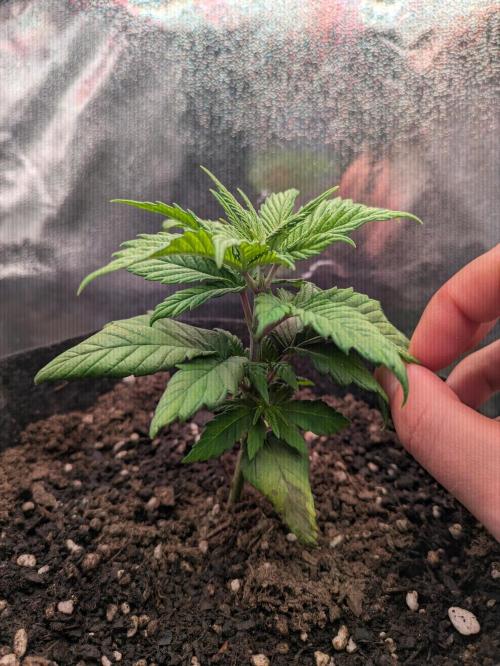 Gary Payton granel. Week 3 - 21 dias