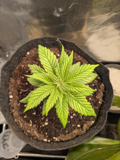 Gary Payton granel. Week 3 - 21 dias