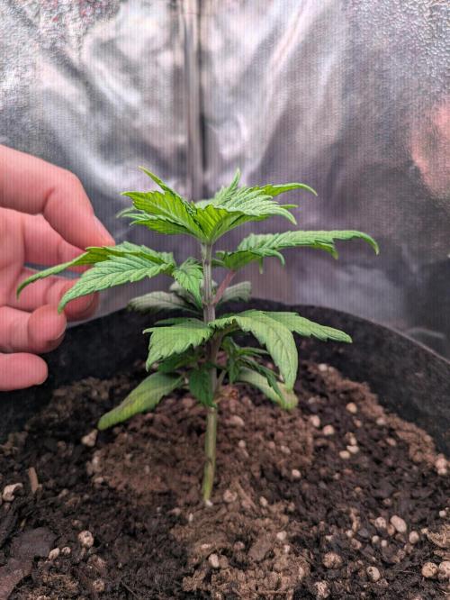 Gary Payton granel. Week 3 - 21 dias