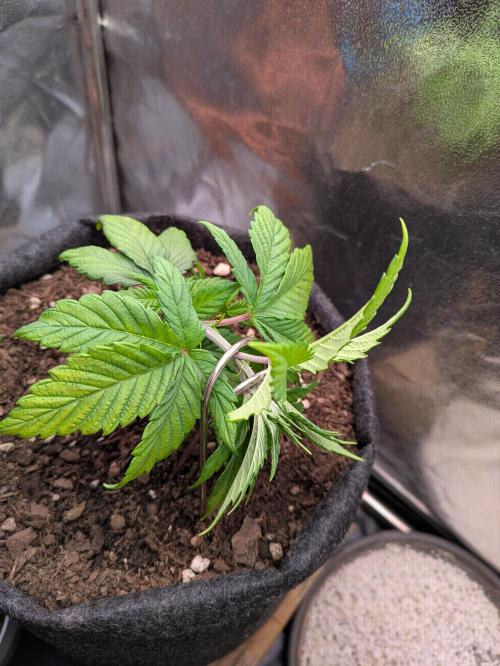 Gary Payton granel. Week 4