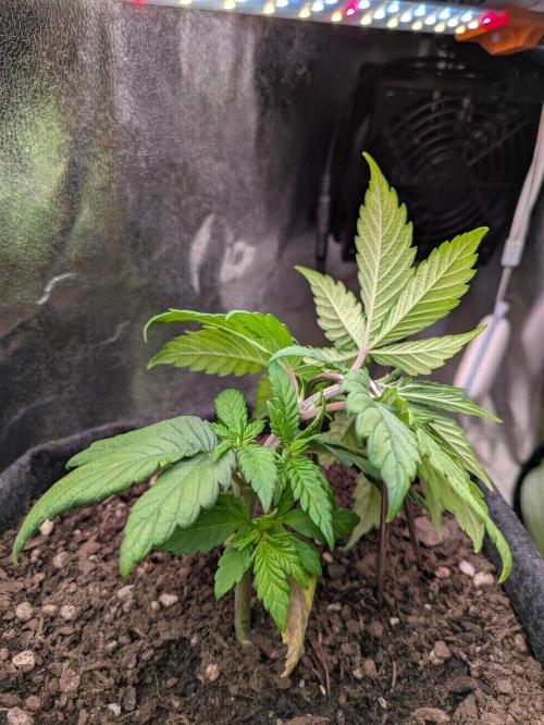 Gary Payton granel. Week 4